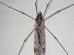 Tipula metacomet