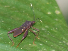 Leptoscelis quadrisignatus