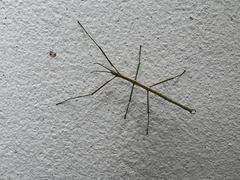 Macynia labiata