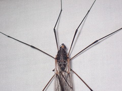 Tipula metacomet