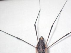 Tipula metacomet