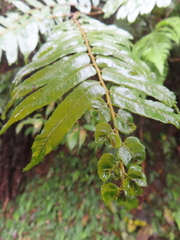 Gymnosphaera podophylla