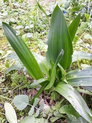 Drimia numidica