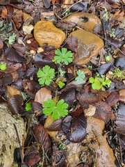 Geranium potentilloides