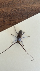 Gnaphalodes trachyderoides