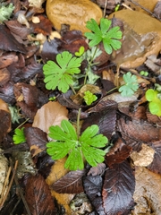 Geranium potentilloides