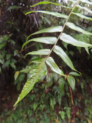 Gymnosphaera podophylla
