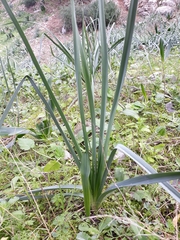 Asphodelus ramosus