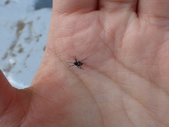 Labaninus plicatulus