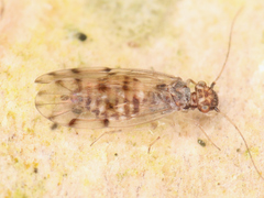 Psocodea