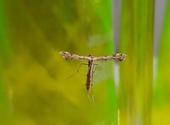Lantanophaga pusillidactylus