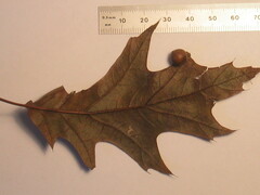 Amphibolips quercusostensackenii