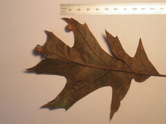 Amphibolips quercusostensackenii
