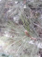 Pinus halepensis