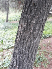 Pinus halepensis