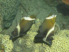 Heniochus varius
