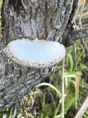 Trametes lactinea
