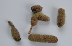 Phyllocoptruta coryli