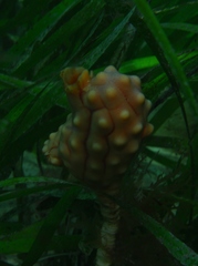 Pyura gibbosa