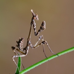 Empusa fasciata
