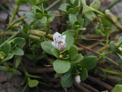 Lindernia conferta