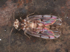 Psocodea