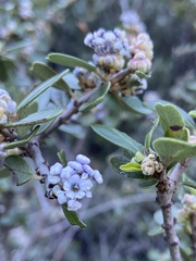 Ceanothus cuneatus