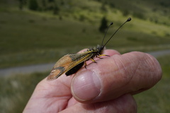 Libelloides longicornis