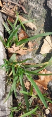 Poa annua
