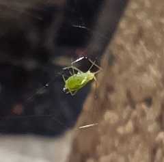 Macrosiphum