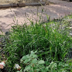 Setaria verticillata