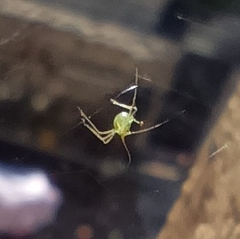 Macrosiphum