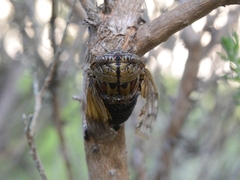 Platypleura capensis