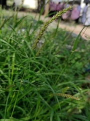 Setaria verticillata