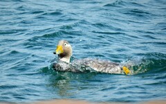 Tachyeres leucocephalus
