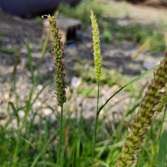 Setaria verticillata