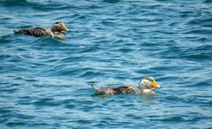 Tachyeres leucocephalus