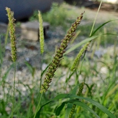 Setaria verticillata