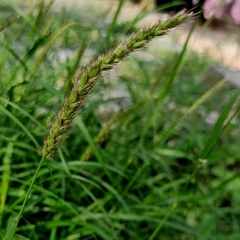 Setaria verticillata