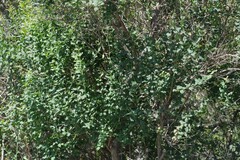 Halleria lucida