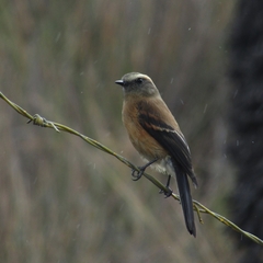 Ochthoeca fumicolor