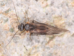 Psocodea