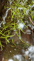 Utricularia odorata