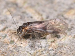Psocodea