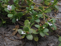 Lindernia conferta