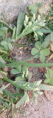 Poa annua