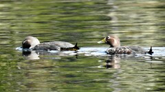 Tachyeres patachonicus