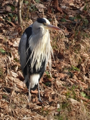 Ardea cinerea