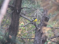 Ficedula zanthopygia