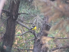 Ficedula zanthopygia